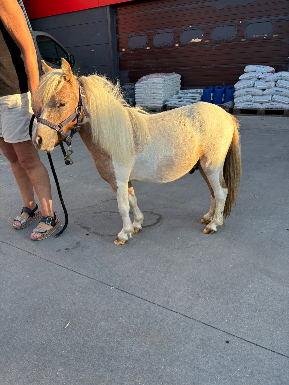 Apploosa en bonte mini-paardjes, Dieren en Toebehoren, Pony's