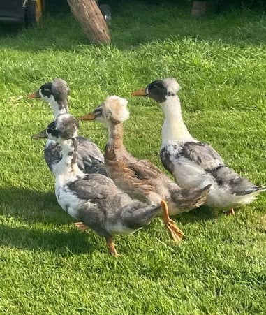 Jonge Hollandse kuifeenden ( tamme dieren!), Dieren en Toebehoren