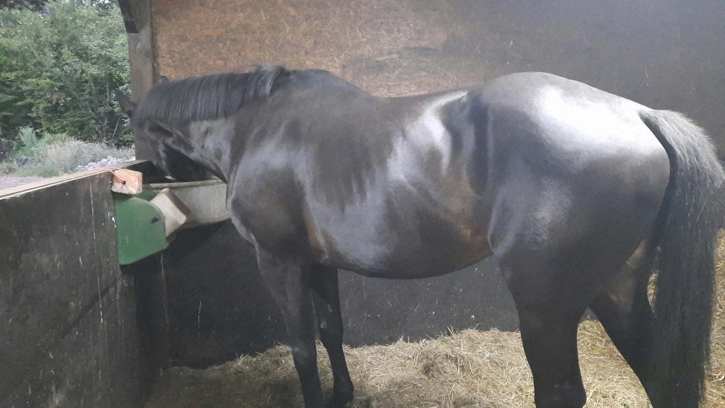 Super lief wandelpaard, 19 jaar, merrie, Avec pedigree, Z, 11 ans ou plus, Jument