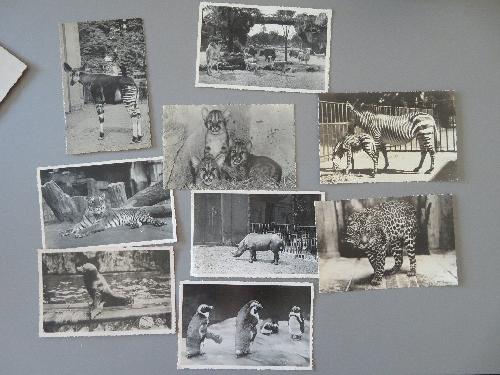 9 postkaarten dierentuin van Antwerpen, Verzamelen, Postkaarten | Dieren, Verzenden, Ongelopen