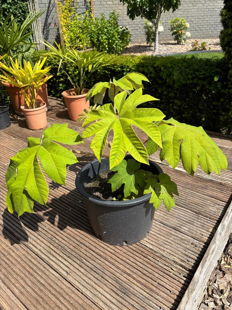 Tetrapanax, Tuin en Terras, Planten | Tuinplanten, Ophalen, Vaste plant, Overige soorten, Halfschaduw