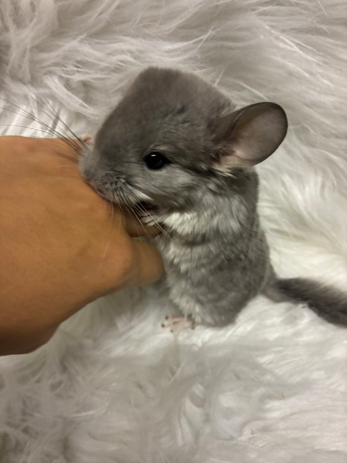 Chinchilla Bokje - À réserver !, Août, Chinchilla, Mâle, Domestique