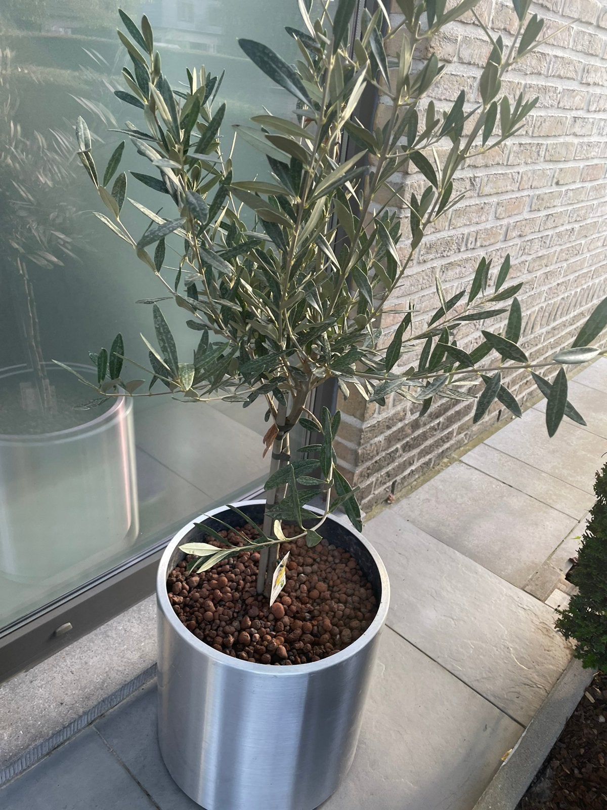 Olijfboom /bloembak, Tuin en Terras, Ophalen, Olijfboom