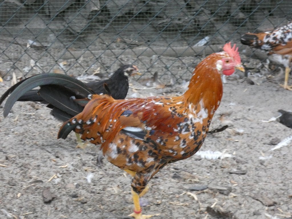 haan leghorn porselein 4 mnd oud, Dieren en Toebehoren