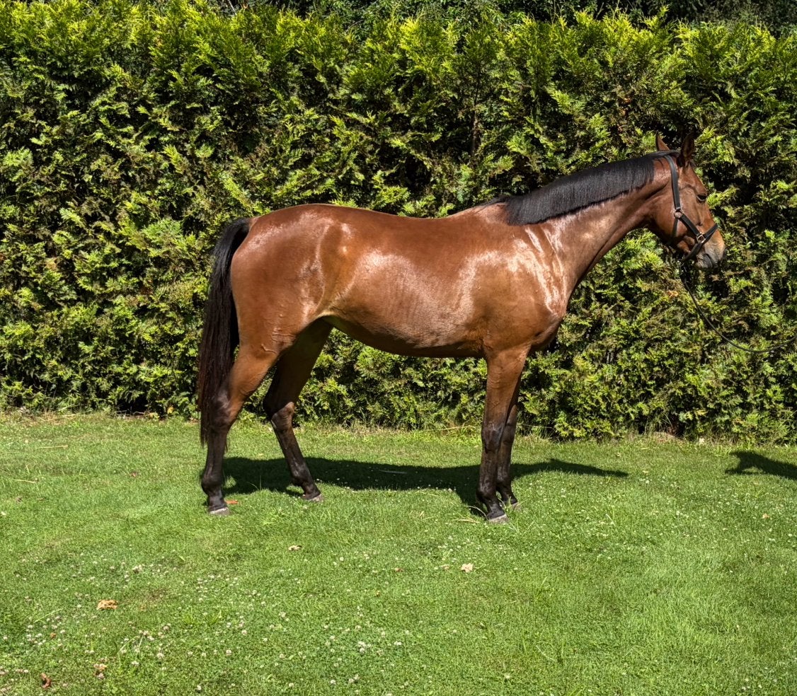 Mega knappe 4 jarige merrie, Cheval de dressage, 165 à 170 cm, Non dressé, Avec pedigree