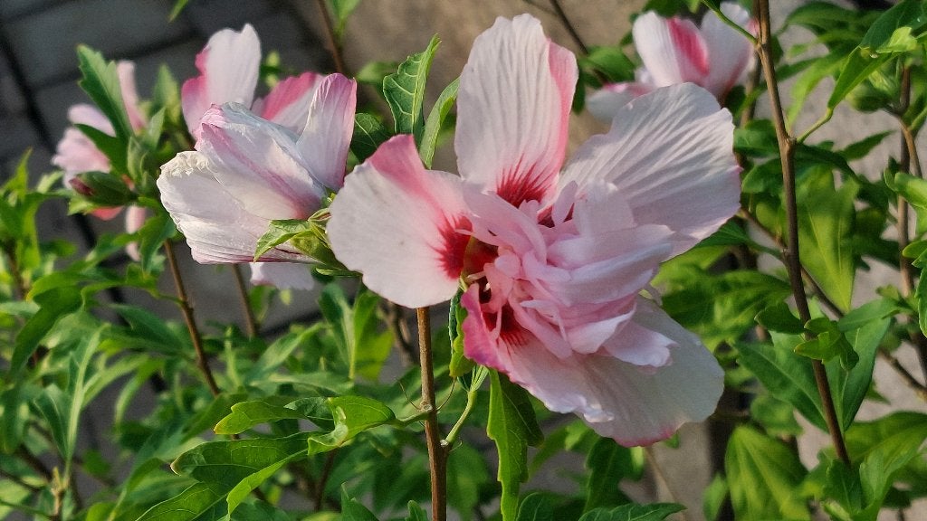 Hibiscus pink chiffon - hoogte 140 cm, Tuin en Terras, Ophalen, Overige soorten, Struik, 100 tot 250 cm