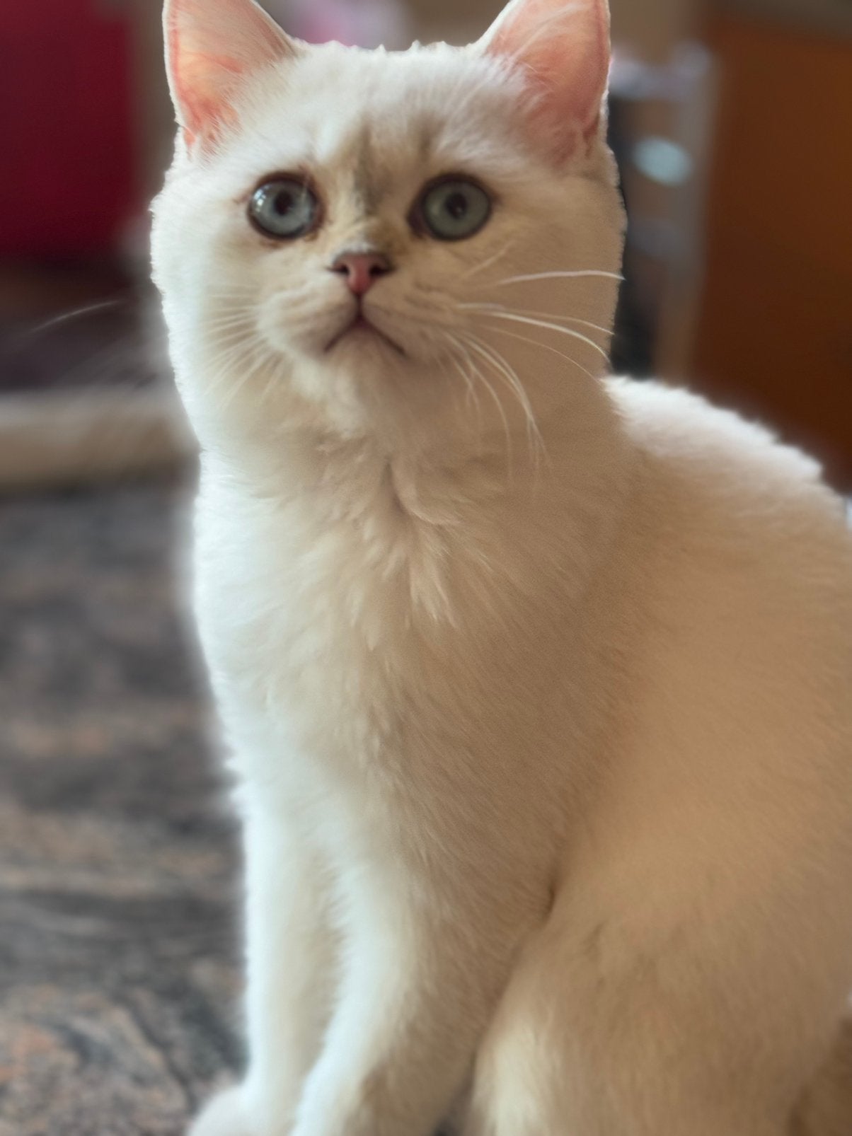 kittens Britse korthaar kater, Chat, Vermifugé, 0 à 2 ans
