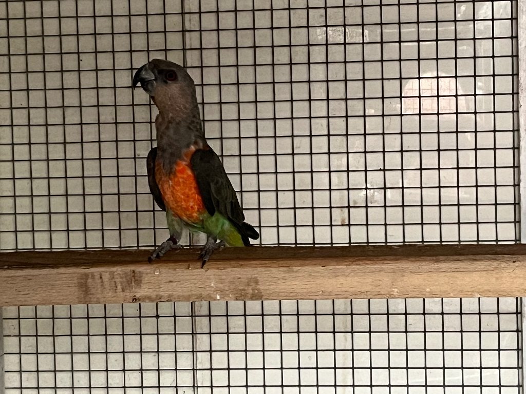 Roodbuikpapegaai / Rufiventris, Mâle, Perroquet, Bagué
