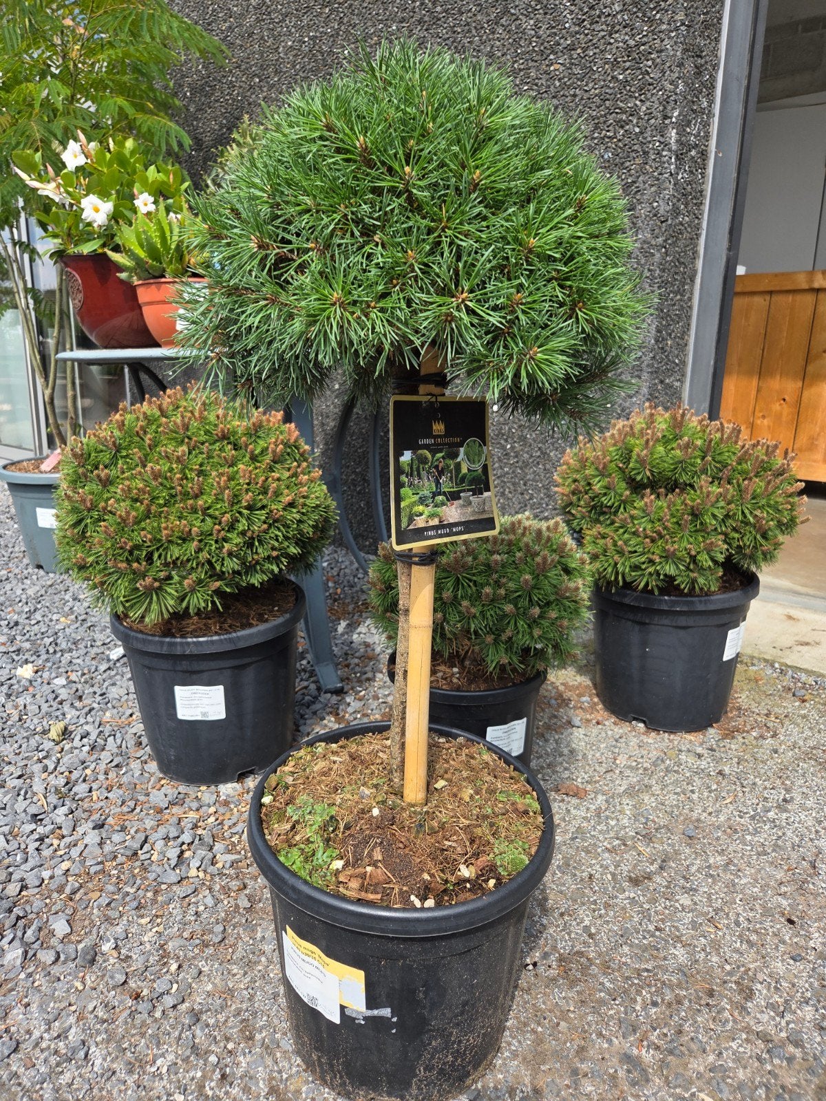 Pinus Mugo Mops, Ophalen, Halfschaduw