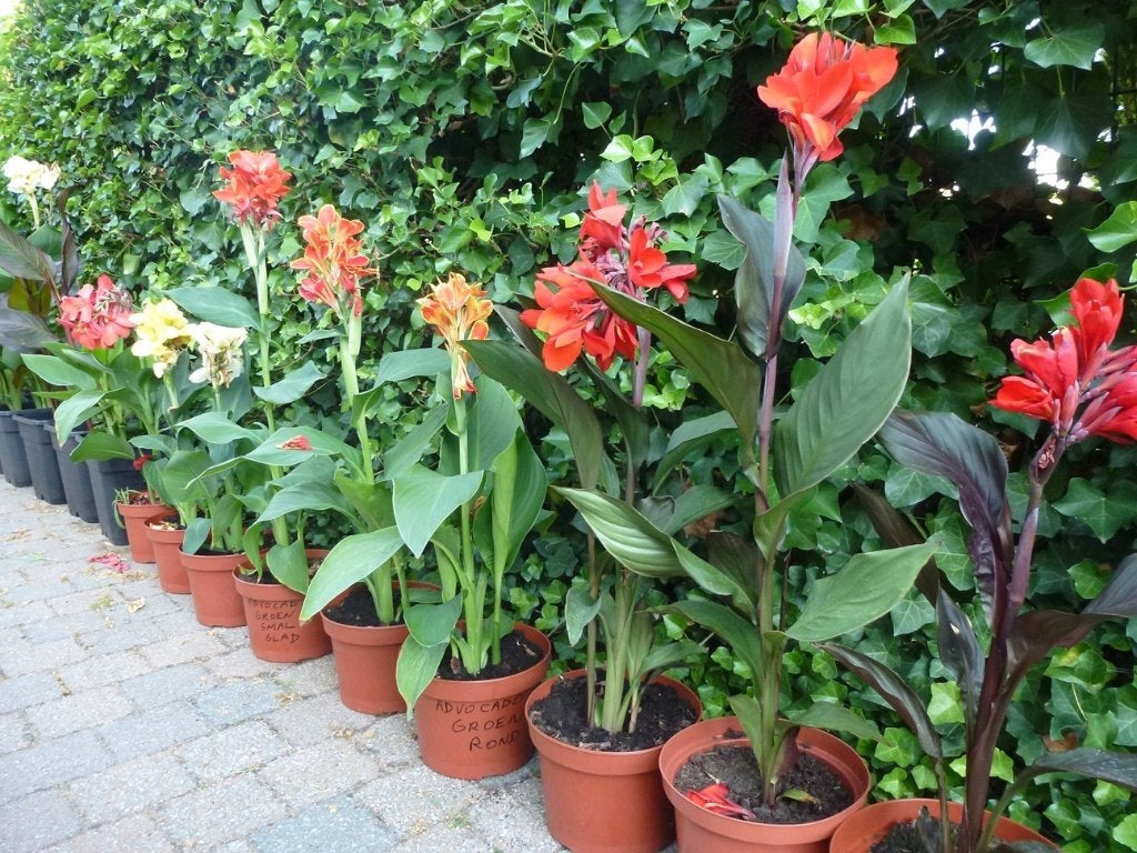 Canna's in alle kleuren (16 variëteiten), Jardin & Terrasse, Plantes | Jardin, Autres espèces, Plein soleil, Été, Enlèvement