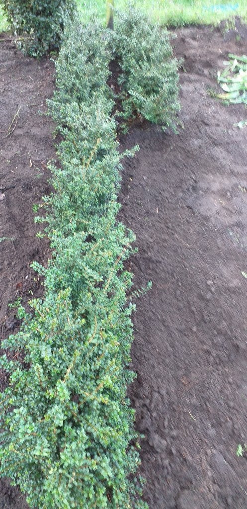 planten, Ophalen