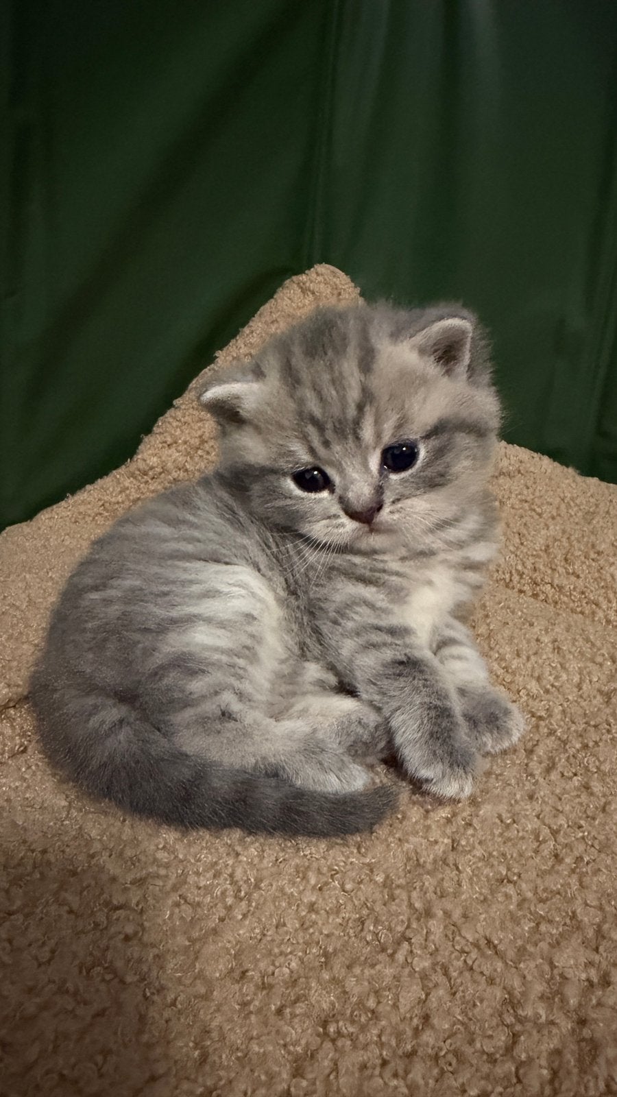 Brits korthaar kittens, Dieren en Toebehoren, Katten en Kittens | Raskatten | Korthaar, Meerdere dieren, Gechipt, 0 tot 2 jaar