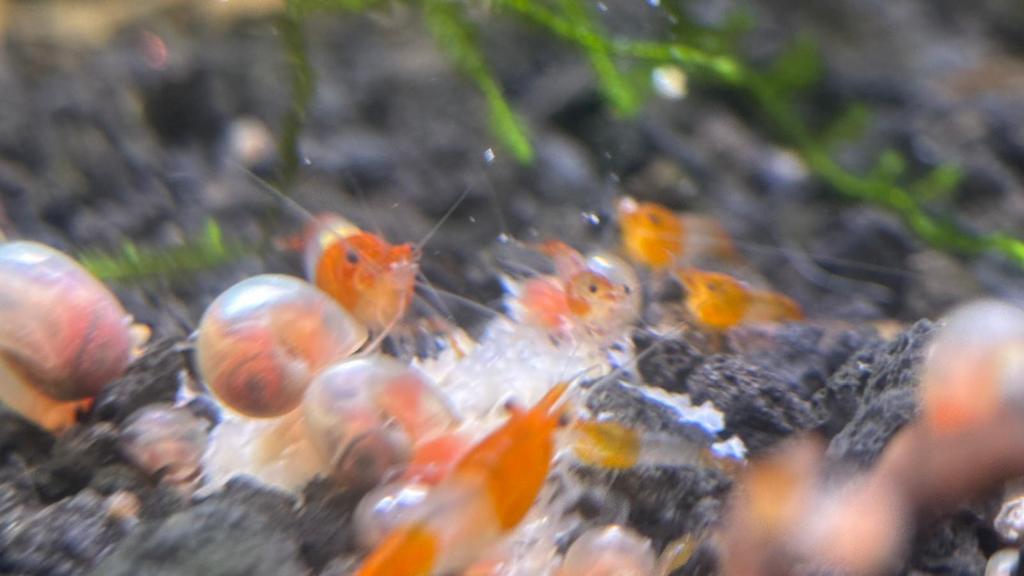 Crevettes Neocaridina rili orange, Enlèvement