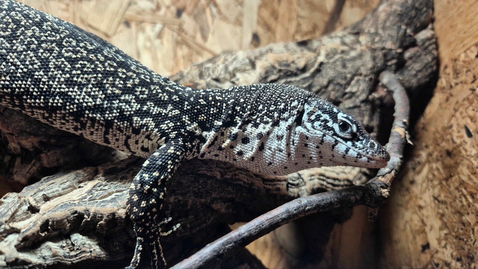 Varanus similis (Varan/Lezard) Mâle