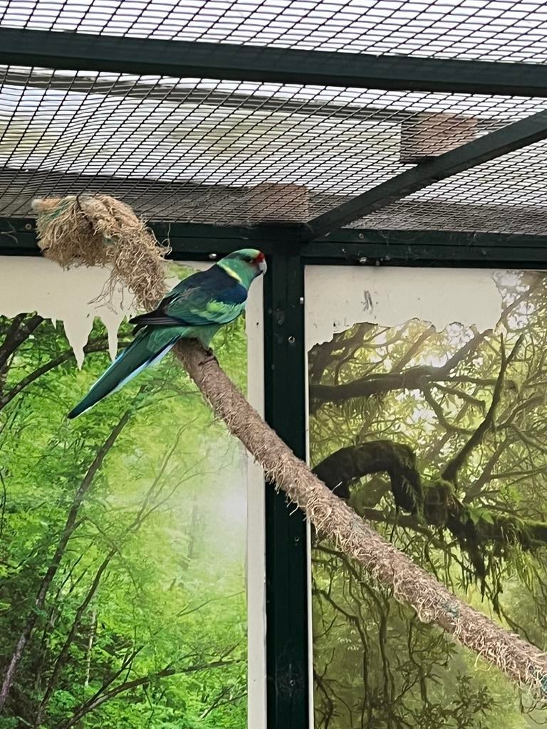 Barnard parkiet - man, Dieren en Toebehoren, Mannelijk, Geringd