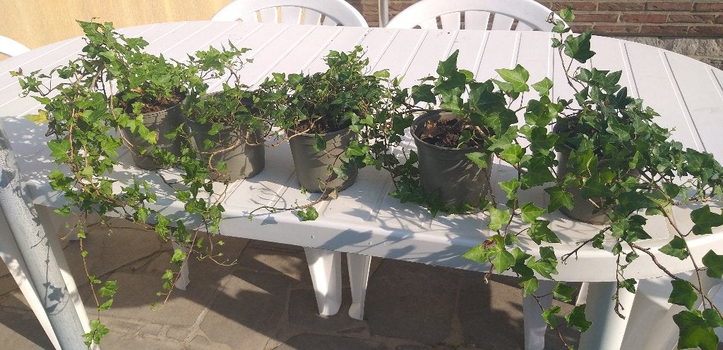 5 x Klim op plant, deco tuin, terras, op 2 km van Ikea, Ophalen