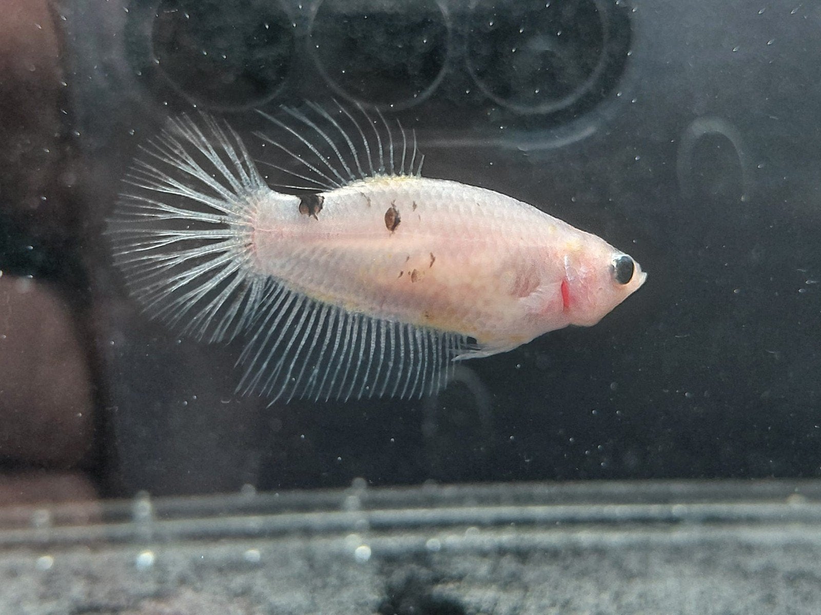 Betta vrouw halfmoom, Animaux & Accessoires, Poissons | Poissons d'aquarium, Poisson