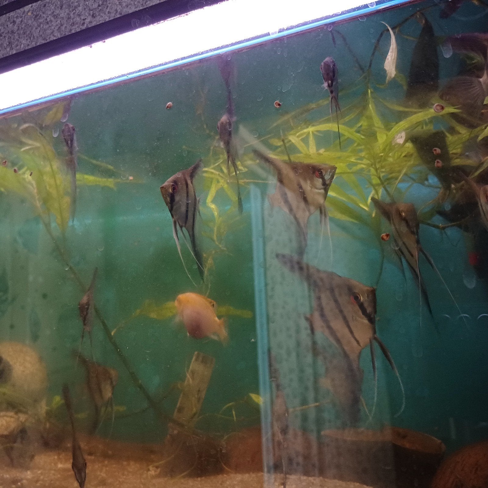 Super mooie maanvissen, Dieren en Toebehoren, Vissen | Aquariumvissen