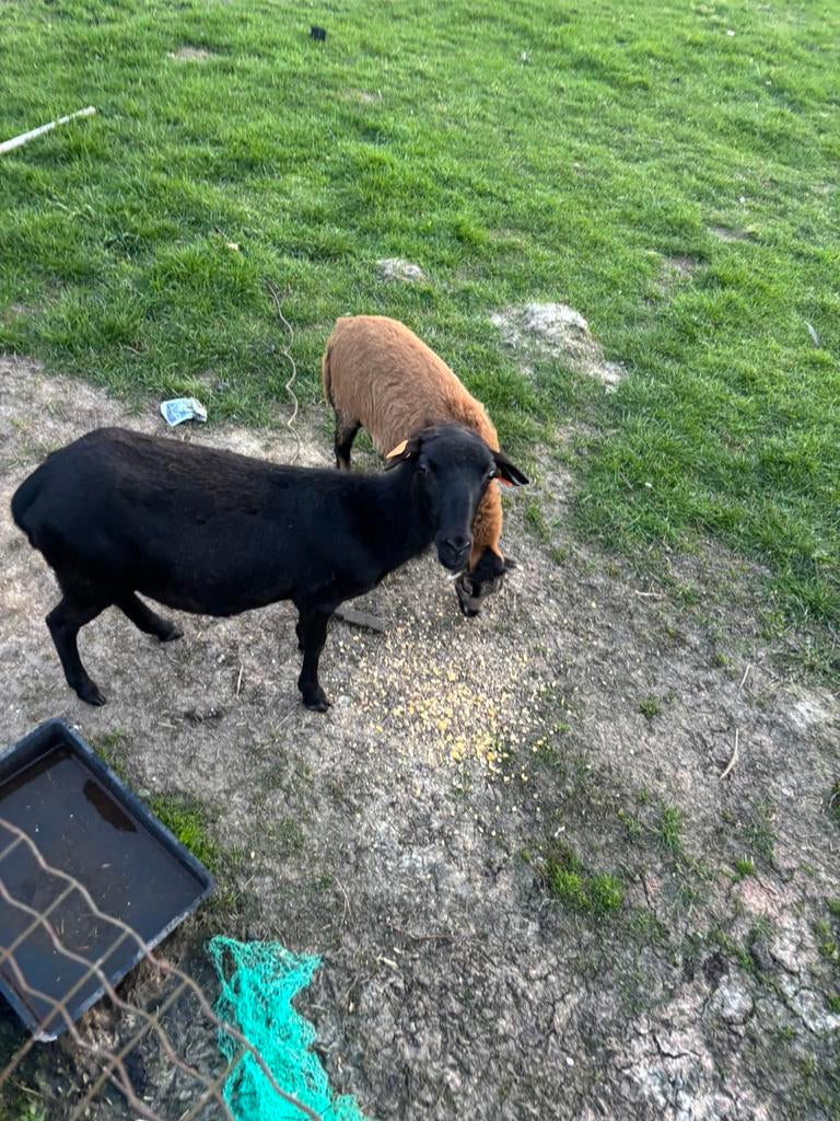 Kameroen schapen, Dieren en Toebehoren