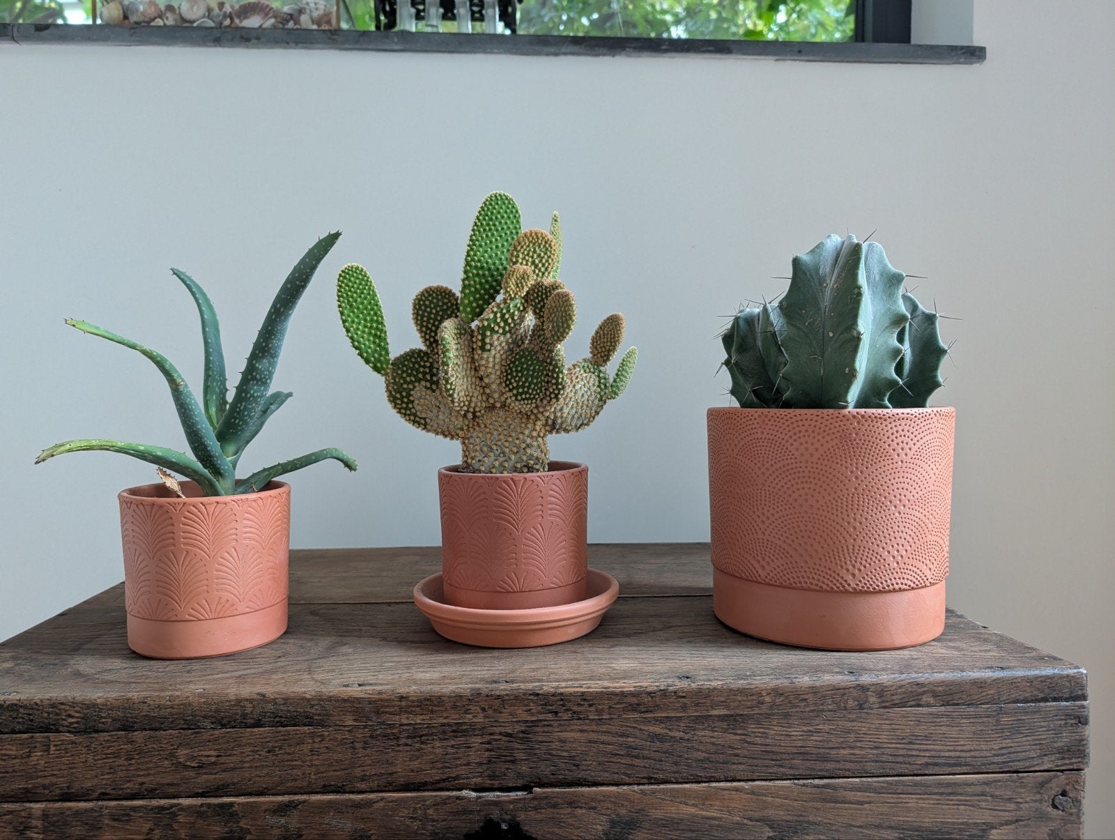 9 plantes faciles dans des pots en terre cuite, Enlèvement, Terracotta