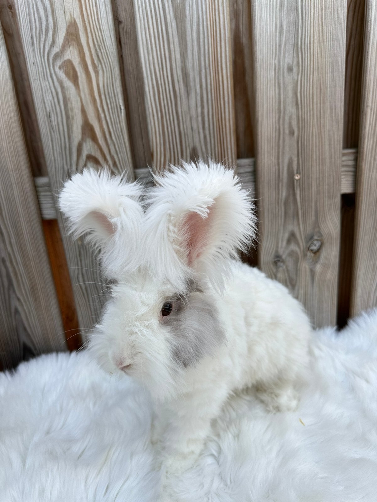 Lieve raszuiver engels angora rammetje, Dieren en Toebehoren, Konijnen