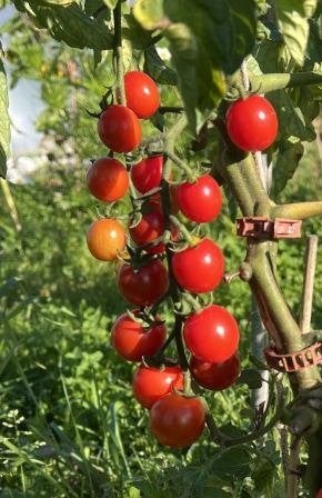 5 graines de tomates Philamina pour la culture en extérieur, Envoi, Printemps, Graine