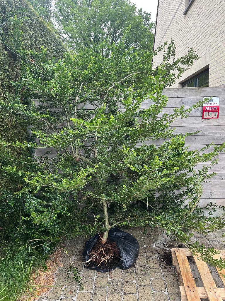 Ilex crenata 2x2,5m, Tuin en Terras, Planten | Struiken en Hagen, Ophalen, 250 cm of meer
