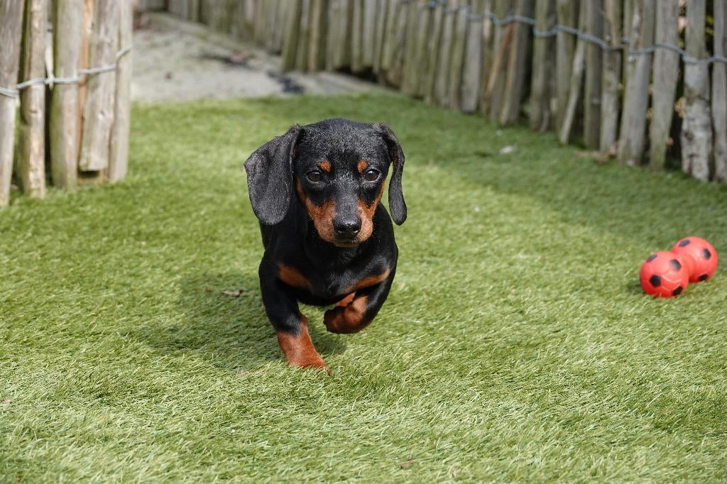 Prachtige dwerg teckel pup met stamboom, Dieren en Toebehoren, Parvo, België, 15 weken tot 1 jaar, Reu