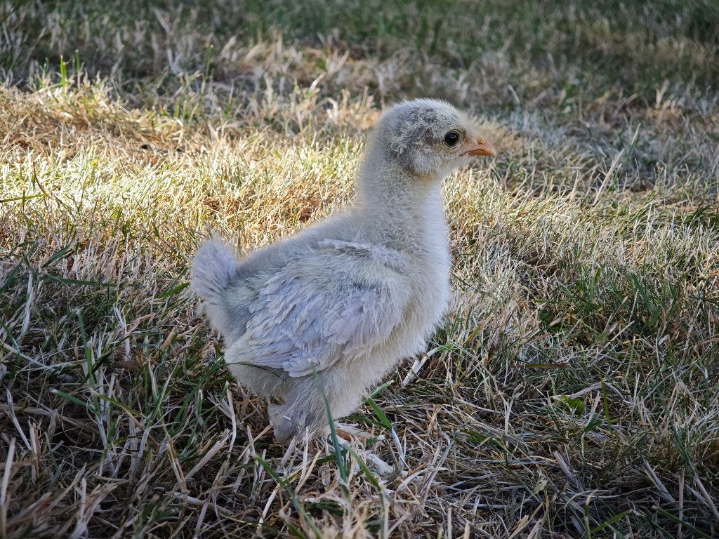 Poussins, Geslacht onbekend, Kip