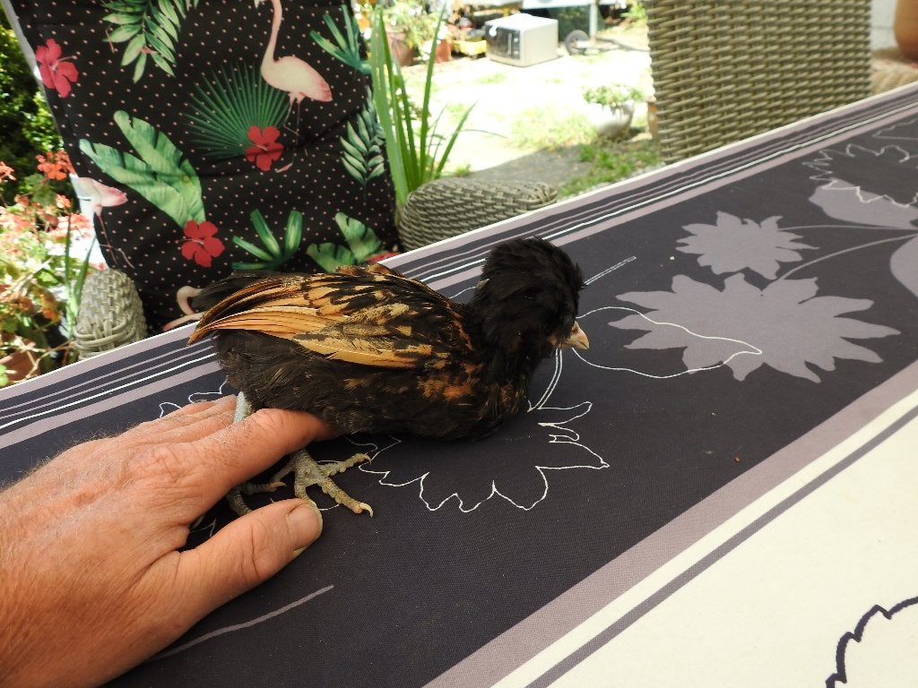 kipjes, Sexe inconnu, Poule ou poulet