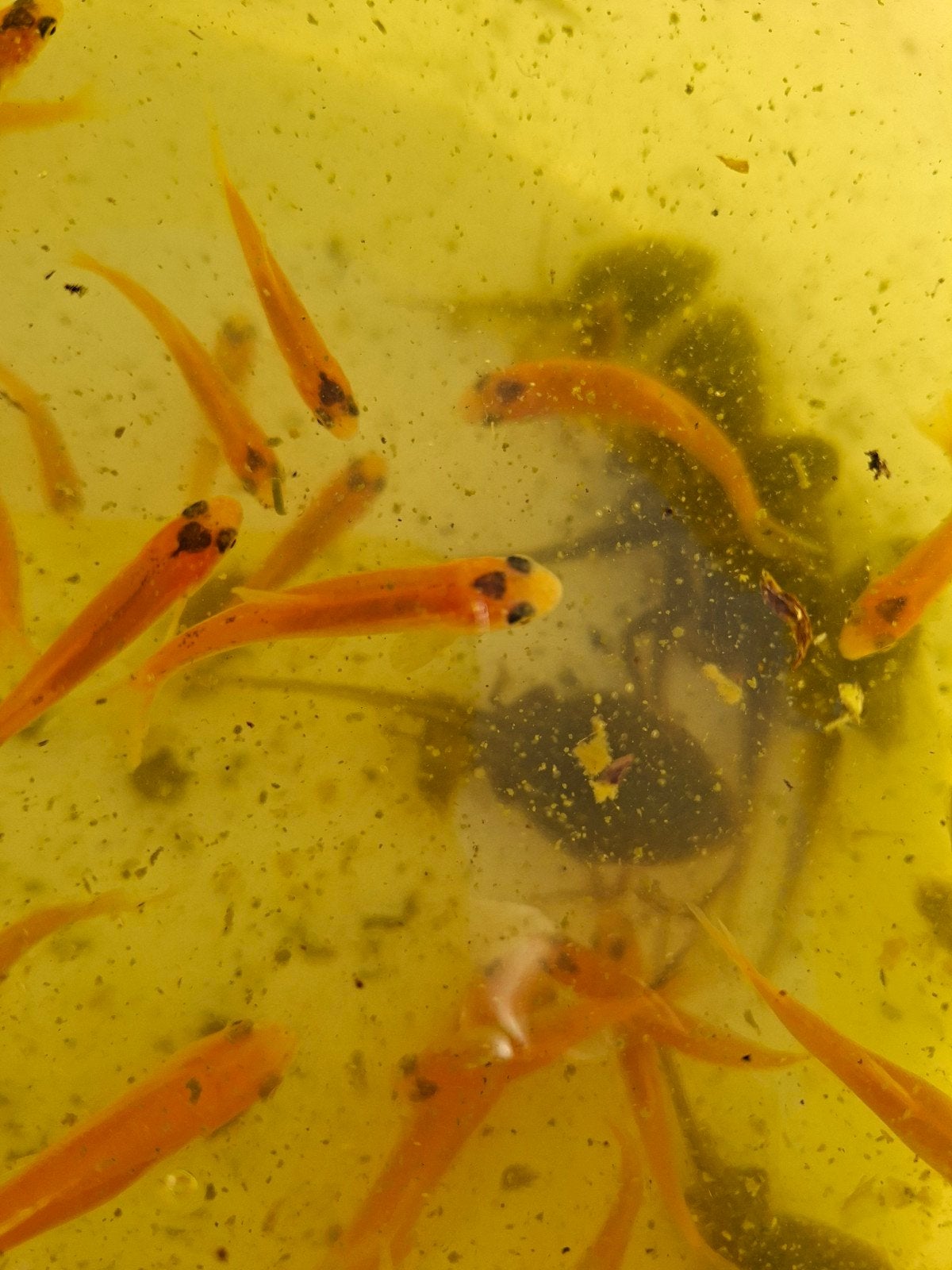 goudelrits, Dieren en Toebehoren, Vis, Zoetwatervis, Schoolvis