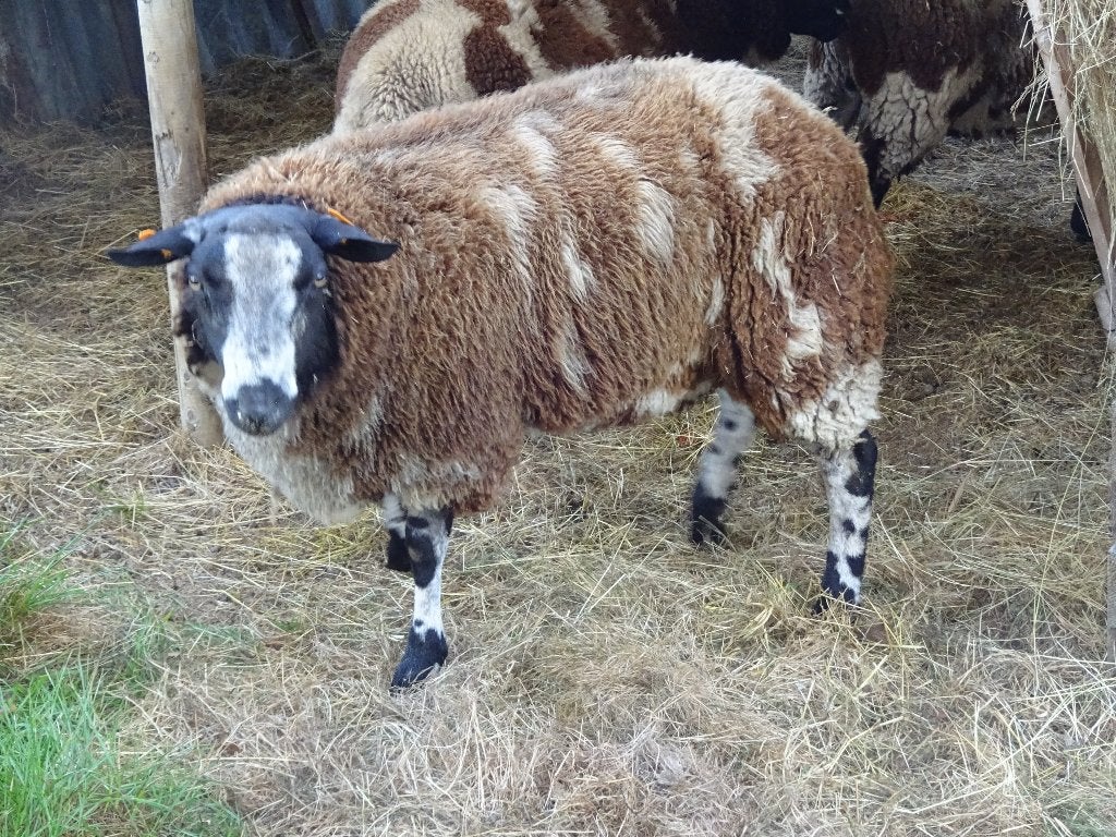mouton., Mâle, Mouton, 0 à 2 ans