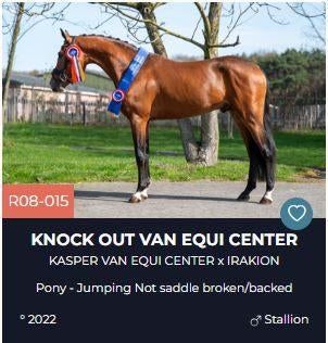 5 pony's, 20 paarden, 13 embryo's en zadels, jassen..., Dieren en Toebehoren, Paarden, Meerdere dieren, Niet van toepassing, Met stamboom