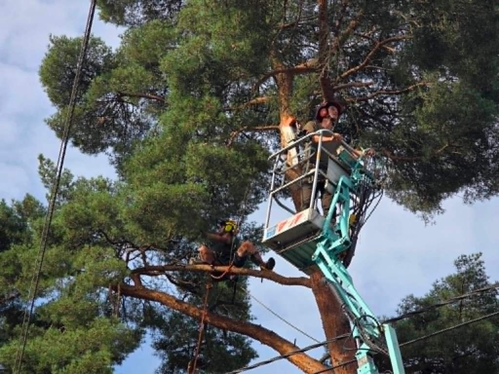 Travaux d'abattage / démontage / élagage d'arbres, Ophalen