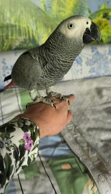 Gris de Gabon eam, Dieren en Toebehoren