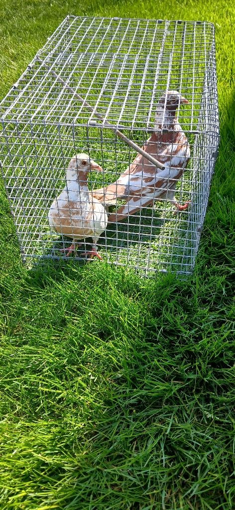koppel kleurpostduiven, Dieren en Toebehoren, Vogels | Duiven
