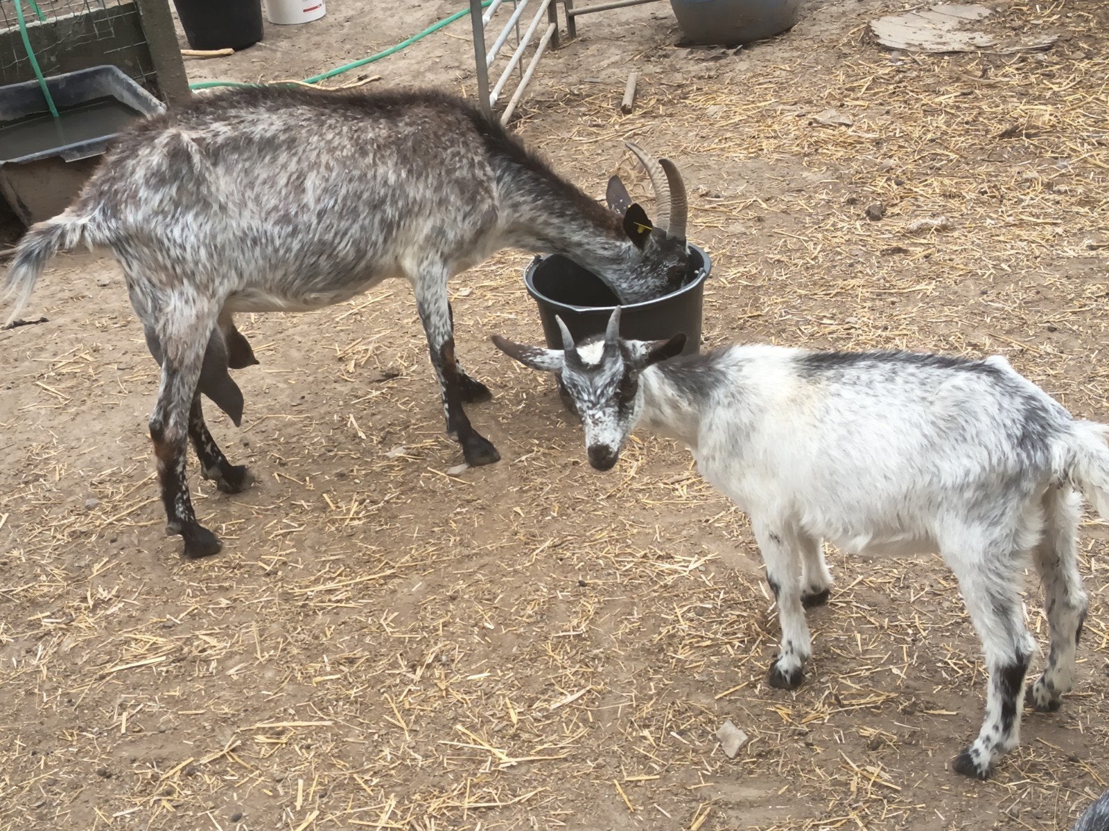 Melkgeiten, Dieren en Toebehoren