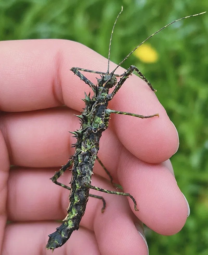 Wandelende takken eieren / Brockphasma spinifemoralis, Dieren en Toebehoren