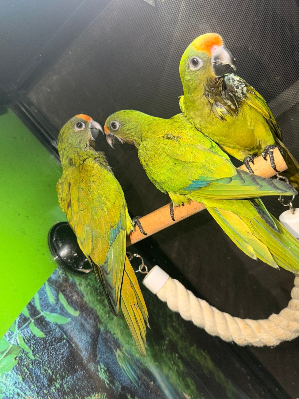 Conure aurea (couronne), Animaux & Accessoires, Oiseaux | Perruches & Perroquets, Perroquet, Plusieurs animaux, Parleur, Domestique