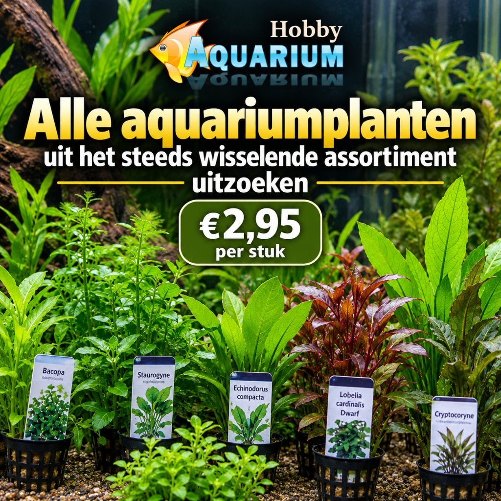 planten duur?nieuw fris assortiment foto 2 overzicht planten, Ophalen, Nieuw, Plant(en), Steen of Hout