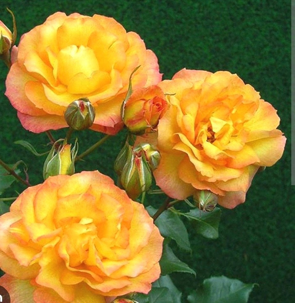 Rose Sahara, Jardin & Terrasse, Bulbes & Semences, Enlèvement