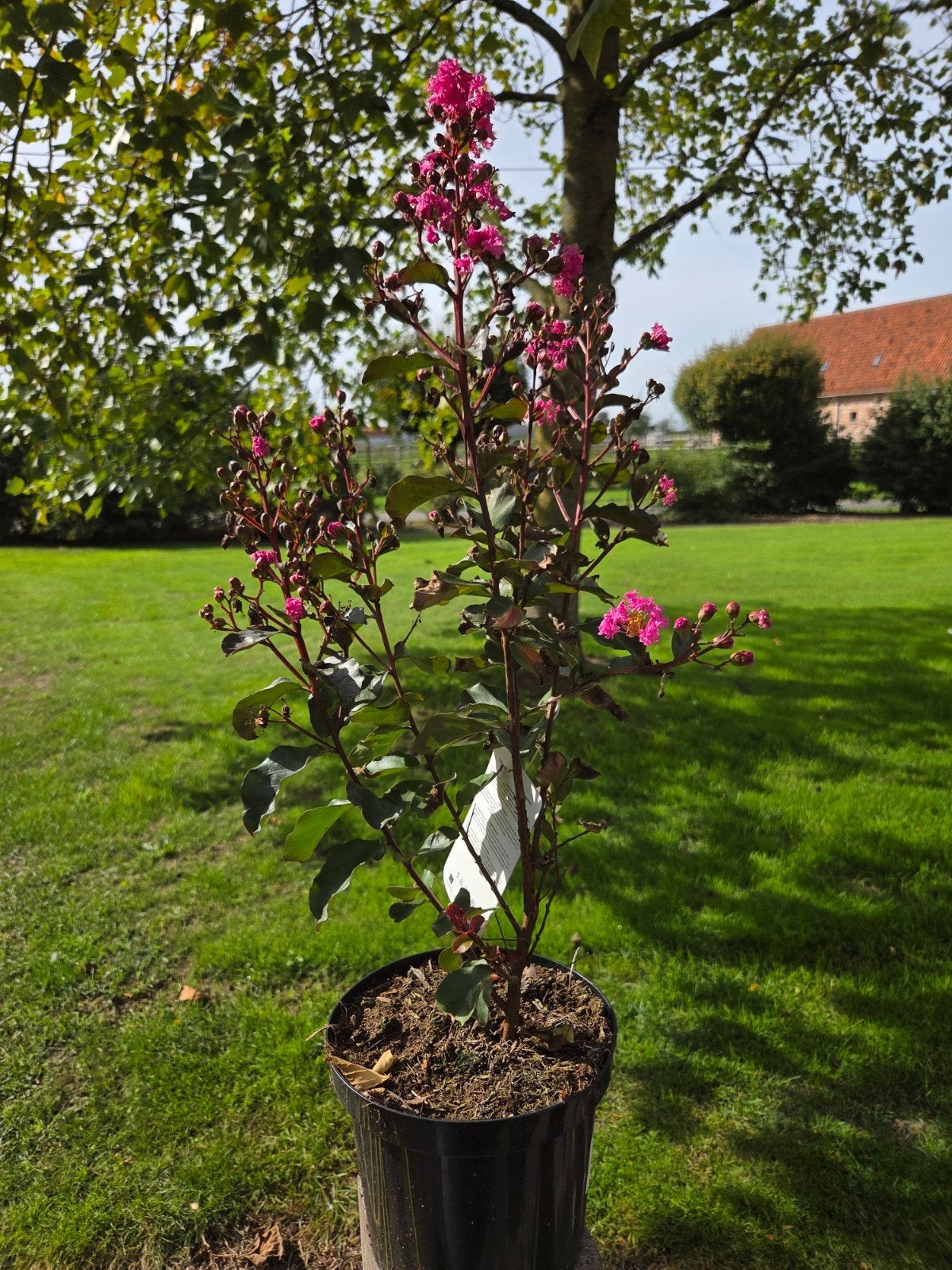 Lagersgroemia, Ophalen, Struik