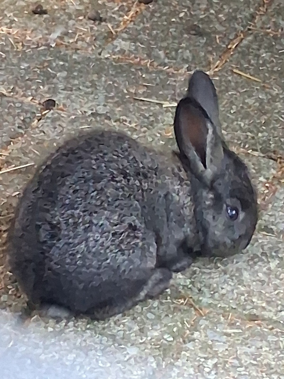 vlaamse reus, Dieren en Toebehoren, Meerdere dieren, Groot, 0 tot 2 jaar