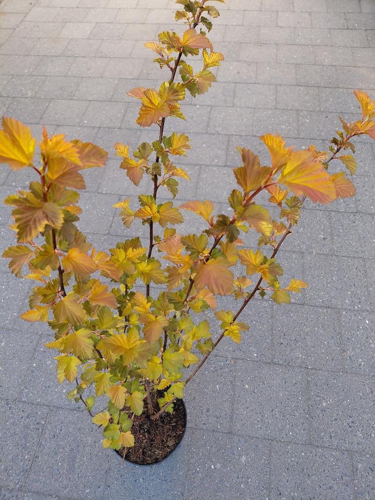 Physocarpus Magic Ball, Ophalen