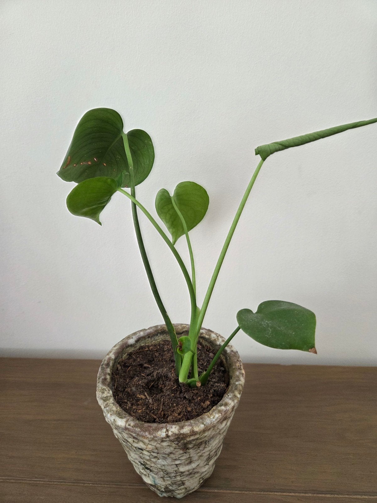 Monstera stek in stenen pot, Ophalen