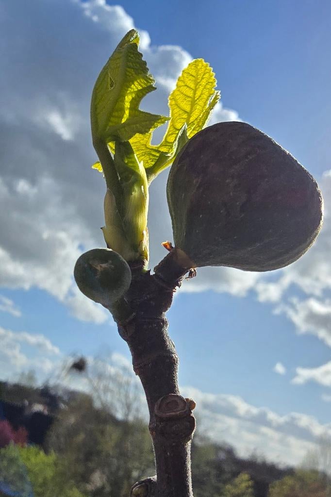 Vijgenboom 'BROWN TURKEY' vijgen boom Ficus Carica 1v12, Ophalen, Lente, Volle zon, In pot