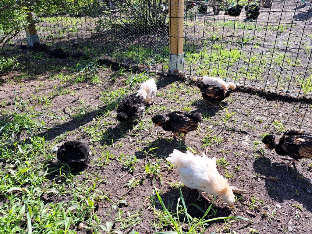 padua kuikens, Sexe inconnu, Poule ou poulet