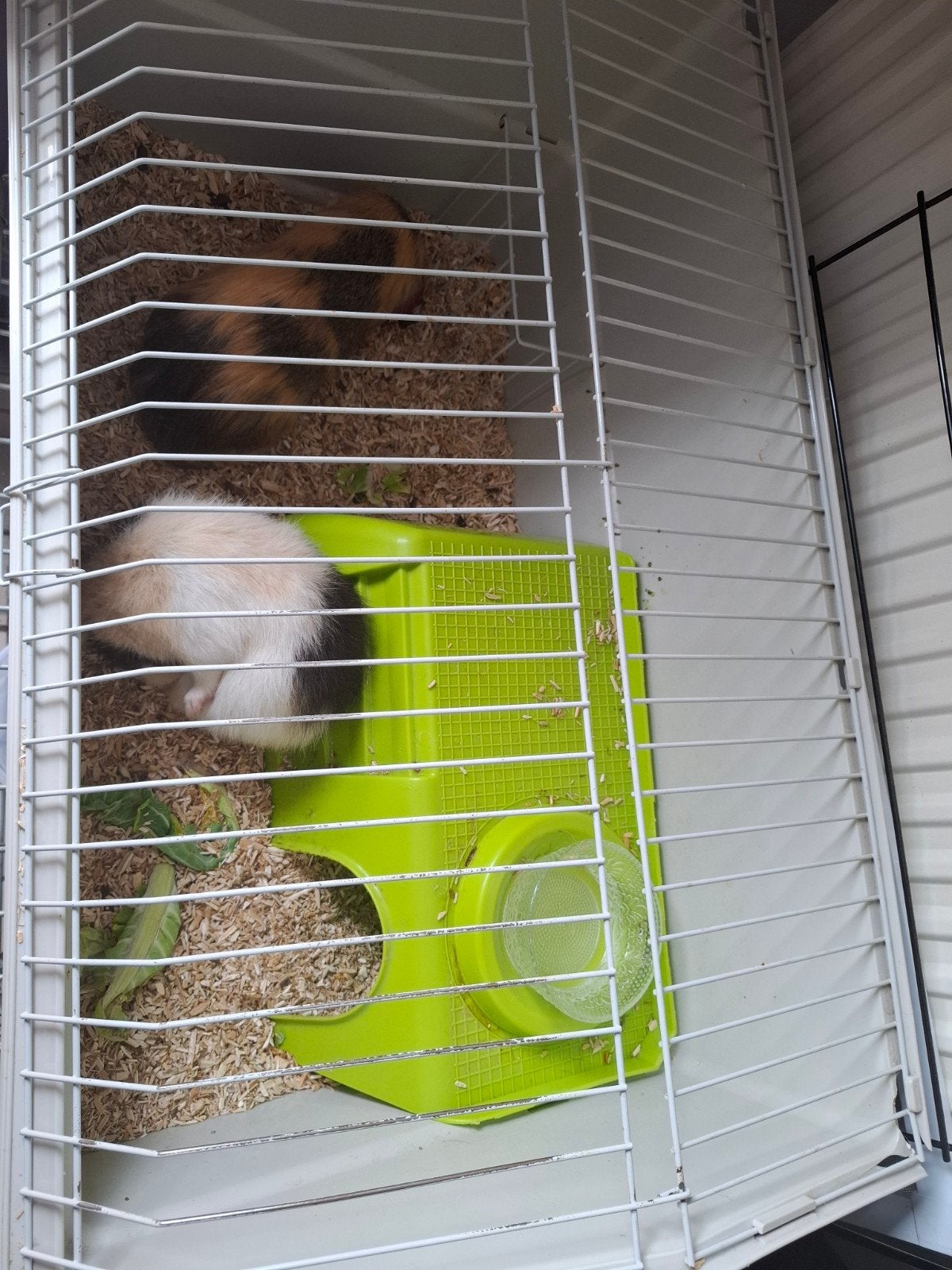 Cavia´s tam met kooi, Ophalen, Cavia