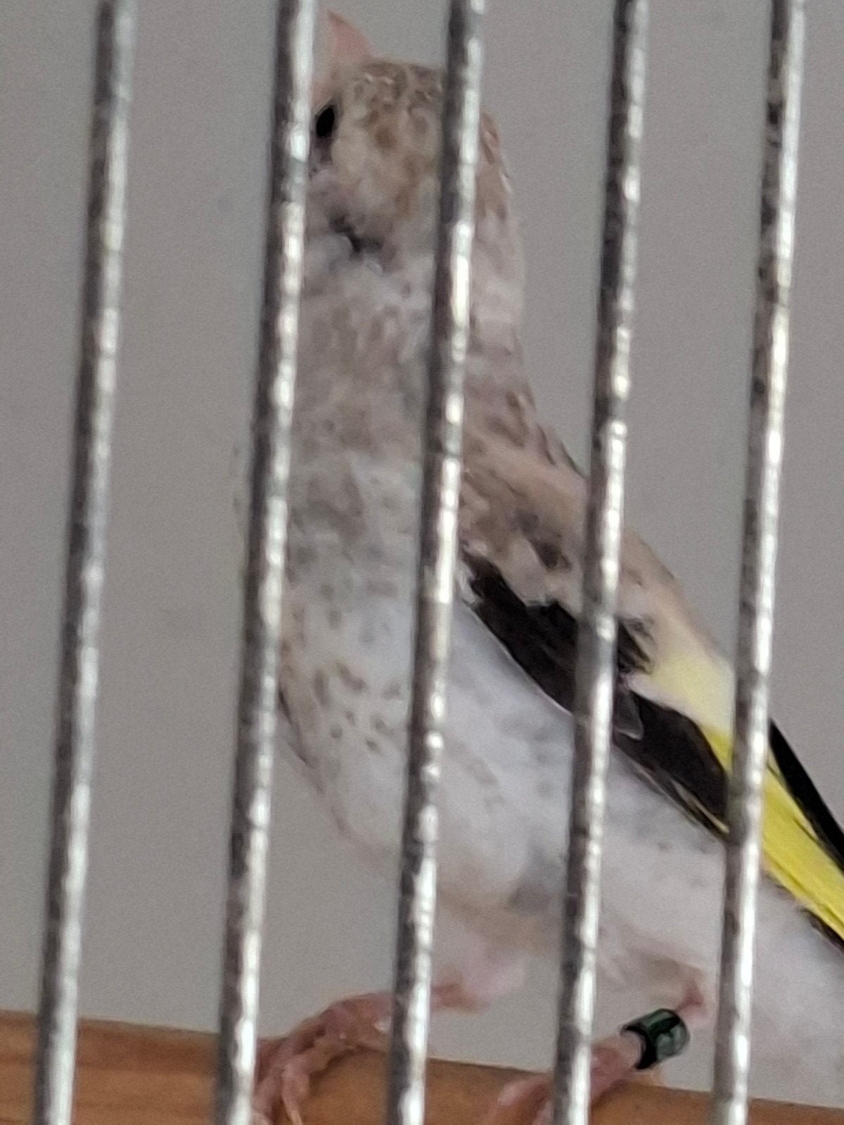 Putter agaat poppen, Dieren en Toebehoren, Vrouwelijk, Wildzangvogel, Geringd