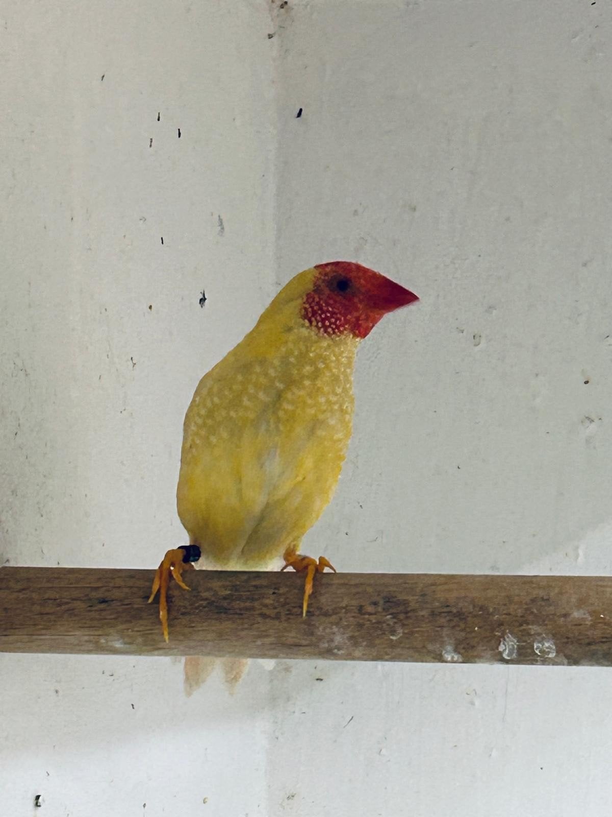 ik zoek een koppeltje geele Binsenastrildes, Animaux & Accessoires, Plusieurs animaux, Oiseau tropical